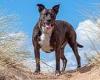 Dog is scared to DEATH by fireworks: Labrador - staffie cross, dies after ...