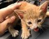 Driver rescues kitten from his car engine after hearing it meowing during ...