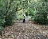 Two workmen spend an autumnal afternoon blowing away fallen leaves... in the ...