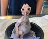 She was a twit twoo small: Ollie the tiniest baby owl charity ever helped makes ...
