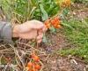 Hundreds of 'sewage tomatoes' are spotted growing on Kent shoreline