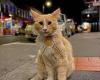 NZ's strip club-loving cat called Mittens forced to move cities