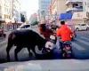 Buffalo rams woman off her scooter before injuring seven in rampage through ...