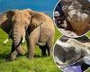 Fossilized cranium of 4.5 million-year-old elephant shows how it become the ...