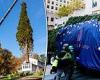 79-foot-tall Norway spruce arrives into NYC where it will be the Rockefeller ...