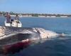 Whale carcass dragged out to deep water after causing shark feeding frenzy off ...