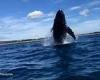 VIDEO: Maui woman films giant whale breaching the ocean surface