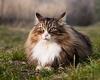 Cats: 'Golden ratio' reveals the most beautiful breeds - with Norwegian Forest ...
