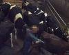 Fury at animal cruelty on organic farm as footage shows herdsman kicking cows ...