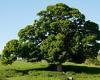 Plans to mark the Queen's Platinum Jubilee by planting oaks thrown into ...