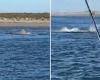 Moment great white shark rips seal apart off the coast of Cape Cod