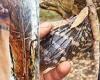 Massive stick insect the size of a forearm leaves rescuer in shock
