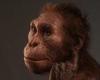 Ancient human relative that lived in South Africa 2 million years ago climbed ...