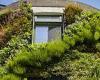 'Living walls' of plants 'can cut your home's energy bill by reducing heat loss ...