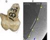 Neanderthal milk tooth shows primary teeth appeared four months sooner than ...