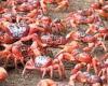 Millions of red crabs cause chaos on remote island during their extraordinary ...