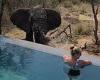 Playful elephant squirts swimming pool water in safari host's face in ...