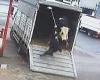 Huge bull tramples farmer who uses a broom to get it out of truck at Turkish ...