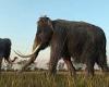 Earth science: Extinctions of the world's largest animals triggered increased ...