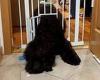150lb fluffy dog called Cassi squeezes through cat flap to get into children's ...