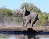 Baby elephants charge at huge antelope in Botswana but it stands its ground ...