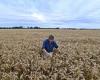 ABARES Australian crops hit RECORD high