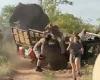 Video shows sex-crazed bull elephant charging trainee safari guides in South ...