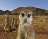 Time for my close-up! Curious meerkat among Wildlife Photo of the Year awards
