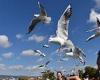 Gulls are as smart as parrots when they are foraging for food, study suggests 