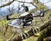 Engineers create robotic bird that can grasp branches