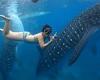 Giant whale shark 'videobombs' tourists swimming in the Philippines [Video]