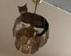 Daredevil cat called Tiger Lilly sends glass flying as it swings from a ...