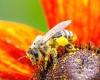 Nature: Western honey bees likely originated in ASIA - and not in Africa as ...
