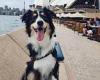 NSW government pays dogs $200,000 a year to chase seagulls away from diners at ...