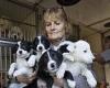 More than 170 puppies are handed to rescue charity in just one day 