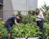 Melbourne CBD car park transformed into urban farm to produce food for OzHarvest