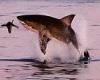 Incredible moment seal cheats death as great white shark leaps out of water and ...