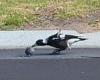 Moment lively magpie is spotted playing with a rolling tennis ball in suburban ...