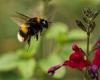 Insects: Bumblebees are 'streetwise' and learn the bare minimum about where to ...