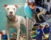 Kentucky animal shelter is overrun with dozens of displaced pets after deadly ...