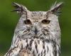 Hunt for lovelorn Siberian Eagle Owl named Boris after he escaped his anklets ...