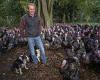 Ex-shepherd, 47, retrains his sheep dogs Pip and Tilly to HERD up his TURKEYS