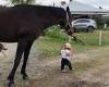 Adorable moment little girl leads a horse around her family's farm in ...