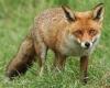 Woman found dead in a field with her body 'mutilated by foxes' after her car ...