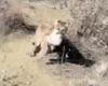 Moment terrified hiker roars at mountain lion to scare it away in Los Angeles ...