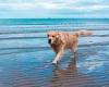 Warning for pet owners as 'dozens of dogs' fall ill after walking on east coast ...