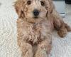 Owner heartbroken after Harry the £2,350 Cockapoo has to be put to sleep