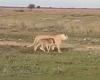Astonishing moment lioness 'shows love' for wildebeest calf and leads it back ...