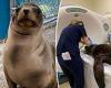 Cronutt the sea lion cured of epilepsy after pig brain cells were transplanted ...