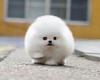 Tiny Pomeranian dog becomes an online sensation
